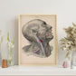 Dissection of face and neck-Artwork-Nacnic-Nacnic Estudio SL