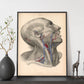 Dissection of face and neck-Artwork-Nacnic-Nacnic Estudio SL