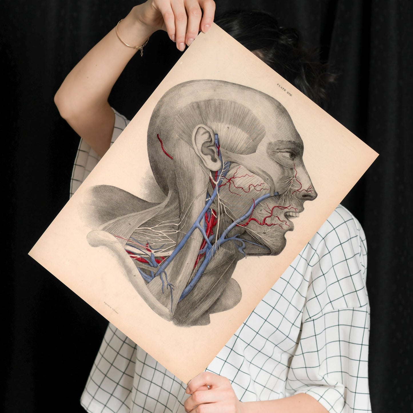 Dissection of face and neck-Artwork-Nacnic-Nacnic Estudio SL
