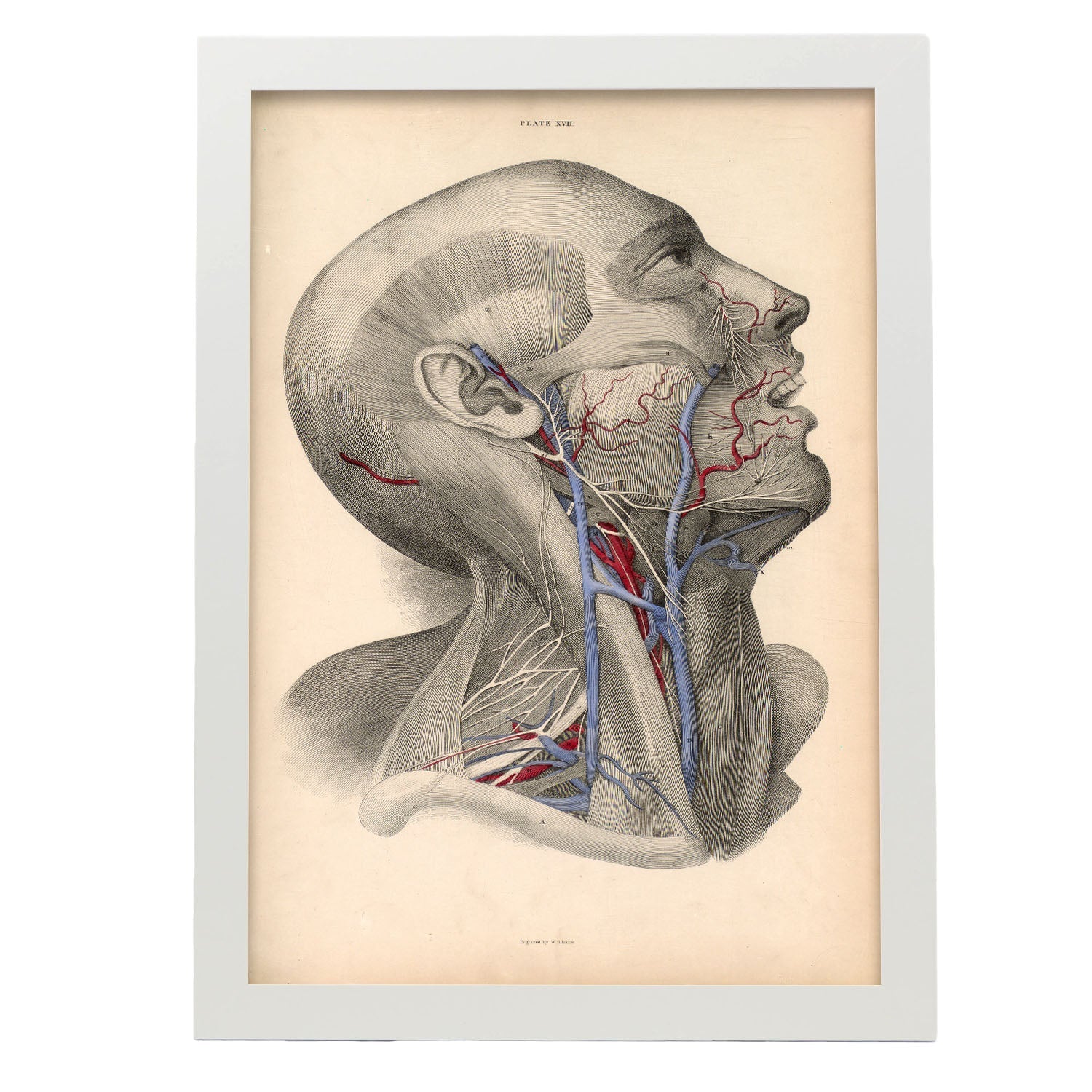 Dissection of face and neck-Artwork-Nacnic-A3-Marco Blanco-Nacnic Estudio SL