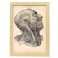 Dissection of face and neck-Artwork-Nacnic-A3-Marco Madera clara-Nacnic Estudio SL