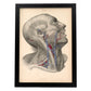 Dissection of face and neck-Artwork-Nacnic-A3-Sin marco-Nacnic Estudio SL