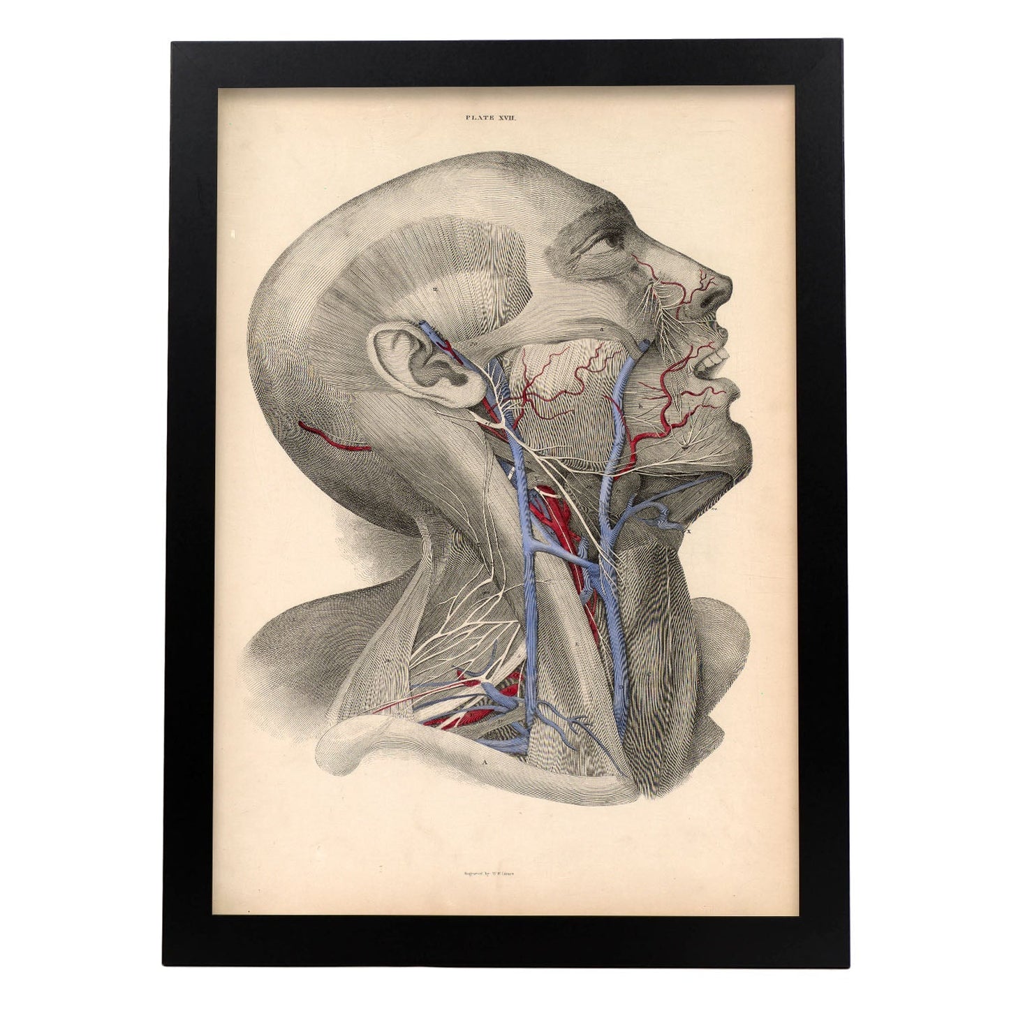 Dissection of face and neck-Artwork-Nacnic-A3-Sin marco-Nacnic Estudio SL