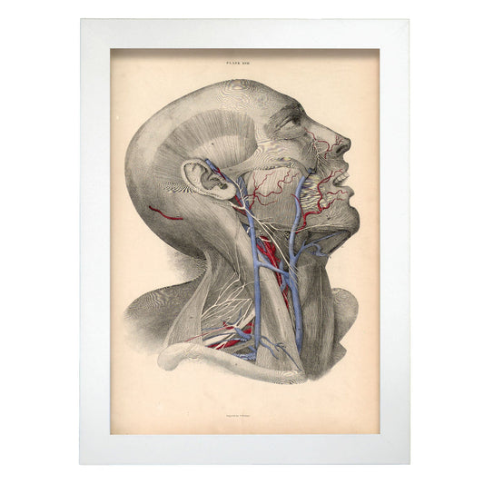 Dissection of face and neck-Artwork-Nacnic-A4-Marco Blanco-Nacnic Estudio SL