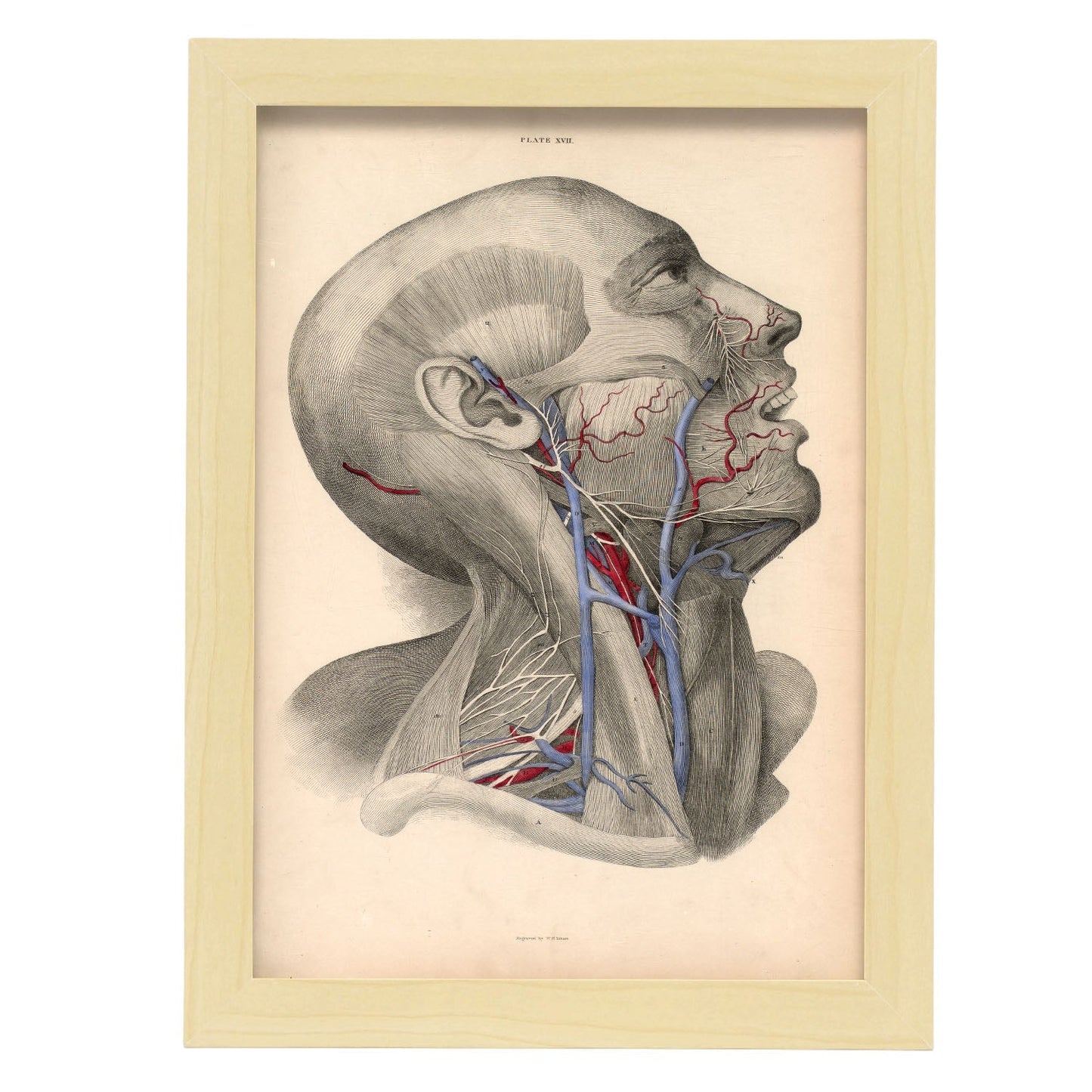 Dissection of face and neck-Artwork-Nacnic-A4-Marco Madera clara-Nacnic Estudio SL