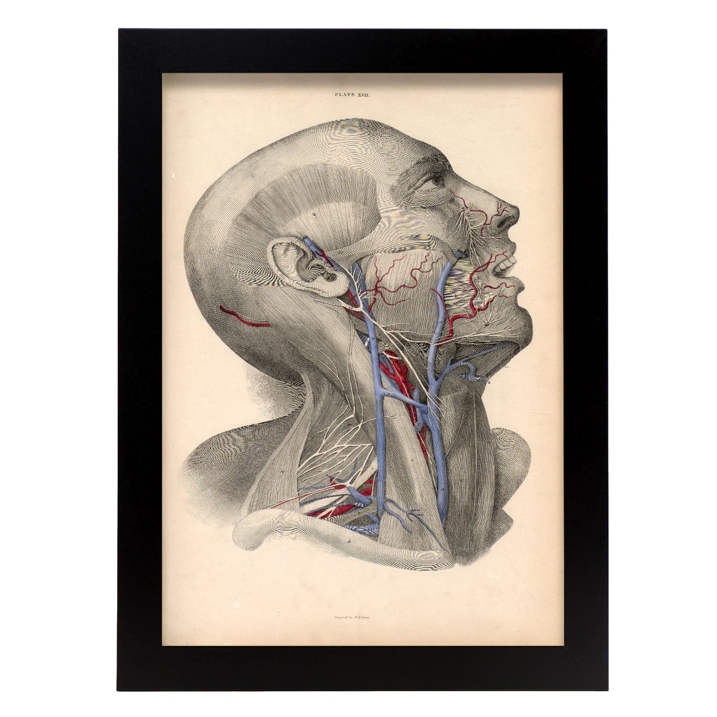 Dissection of face and neck-Artwork-Nacnic-A4-Sin marco-Nacnic Estudio SL