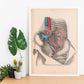 Dissection of the abdomen-Artwork-Nacnic-Nacnic Estudio SL