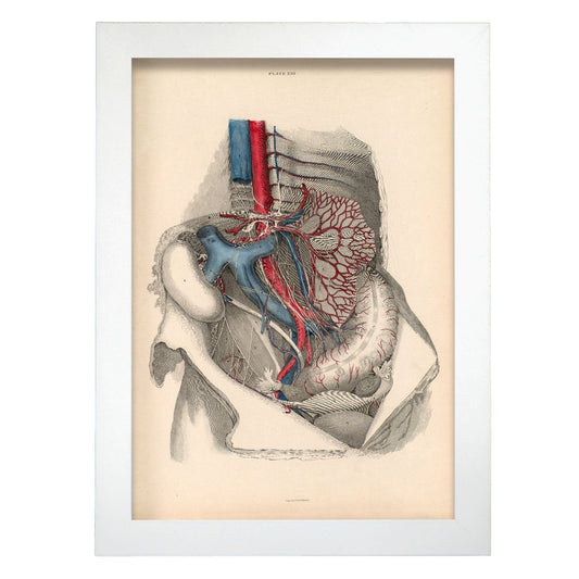 Dissection of the abdomen-Artwork-Nacnic-A4-Marco Blanco-Nacnic Estudio SL