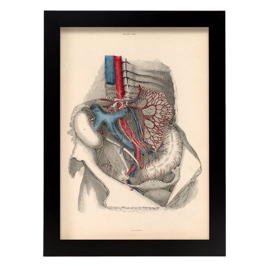 Dissection of the abdomen-Artwork-Nacnic-A4-Sin marco-Nacnic Estudio SL