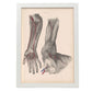 Dissection of the arm and hand-Artwork-Nacnic-A3-Marco Blanco-Nacnic Estudio SL