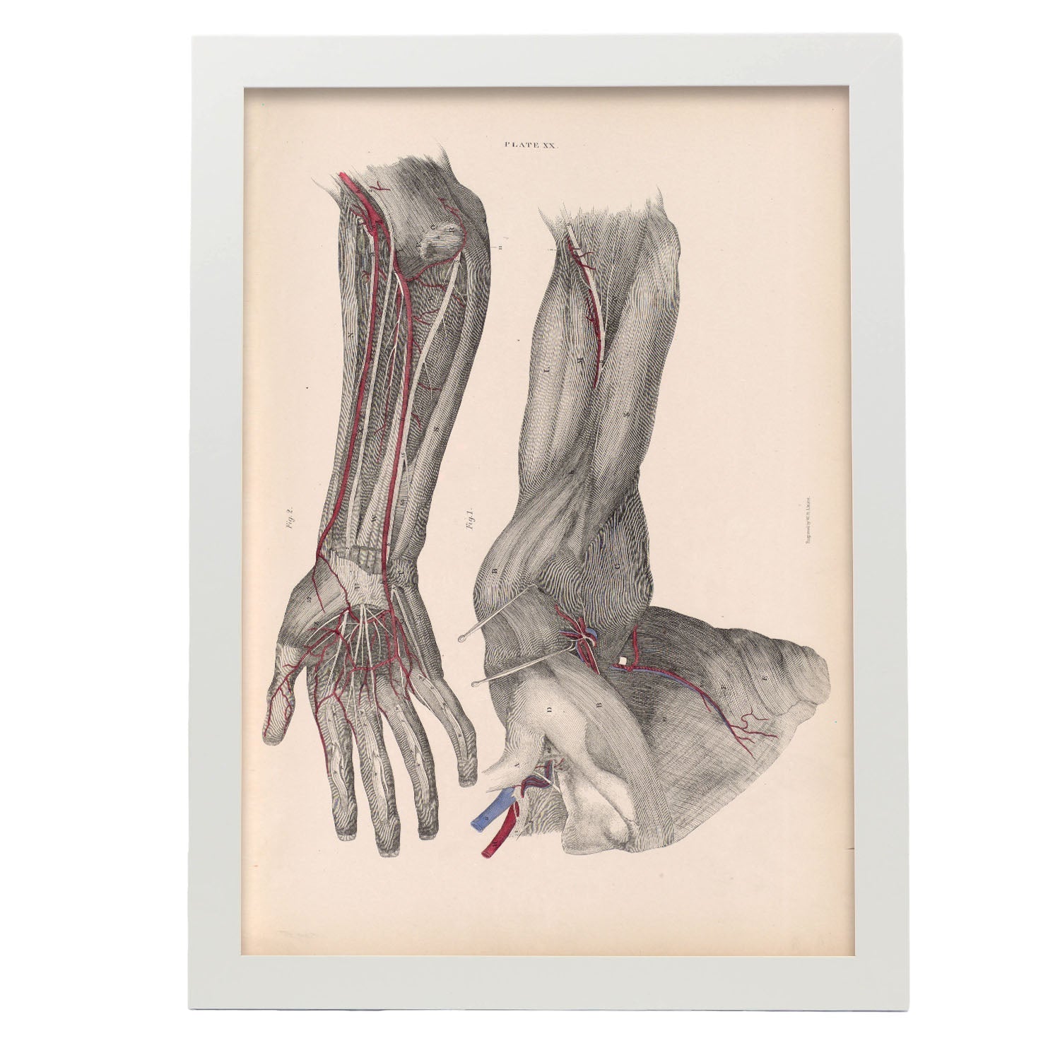 Dissection of the arm and hand-Artwork-Nacnic-A3-Marco Blanco-Nacnic Estudio SL