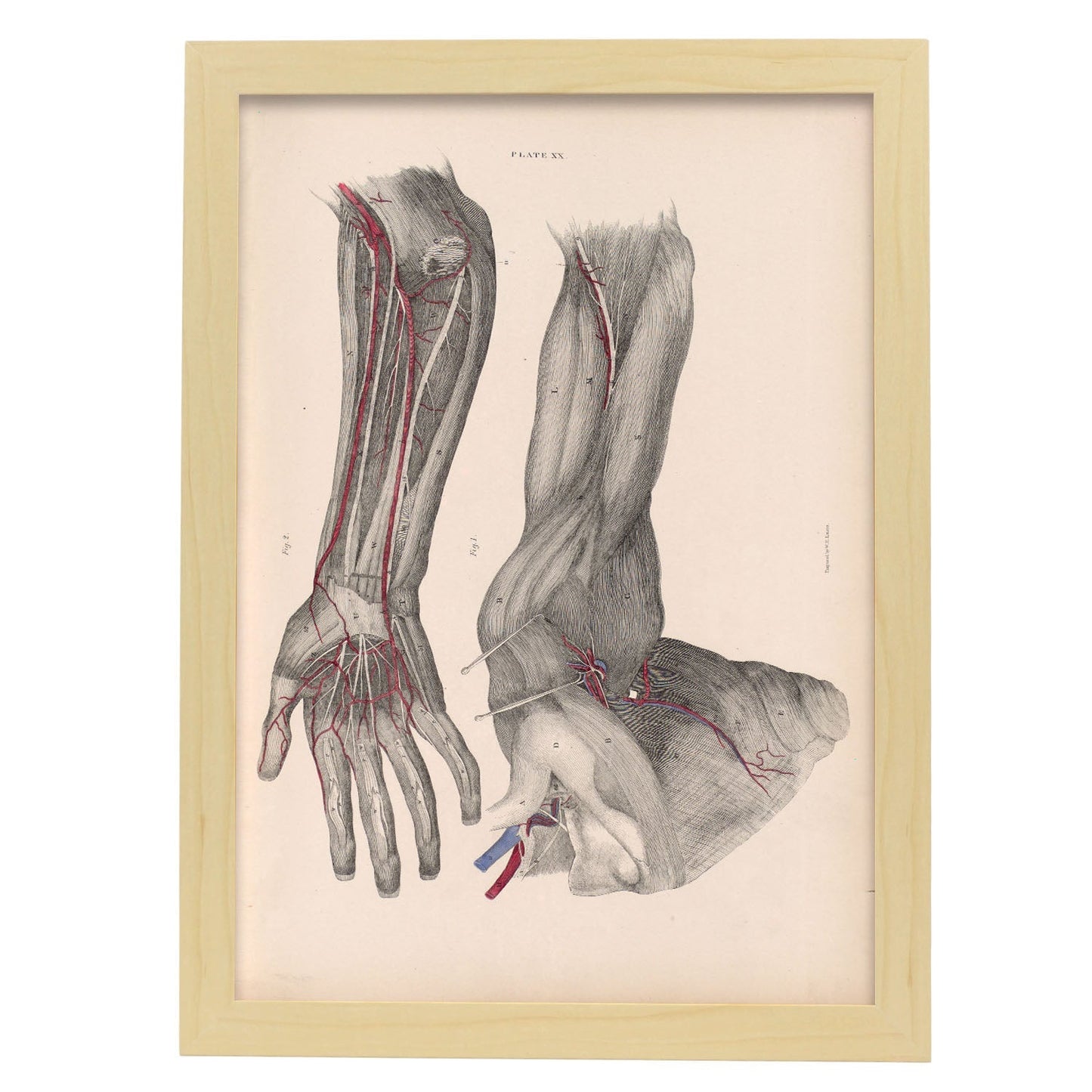 Dissection of the arm and hand-Artwork-Nacnic-A3-Marco Madera clara-Nacnic Estudio SL