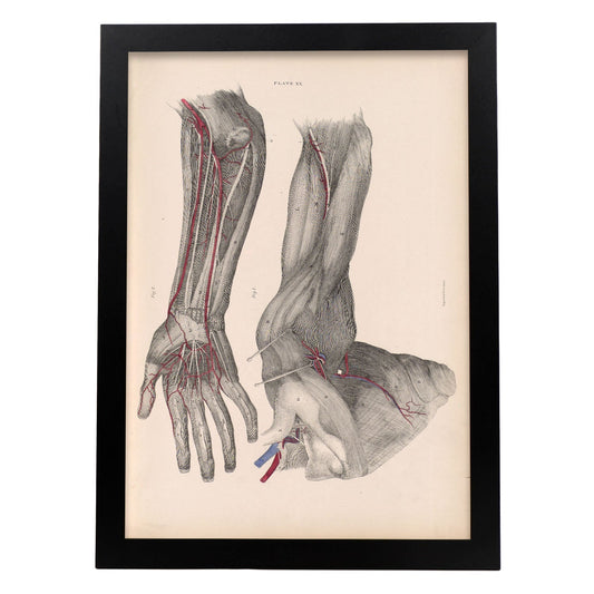 Dissection of the arm and hand-Artwork-Nacnic-A3-Sin marco-Nacnic Estudio SL