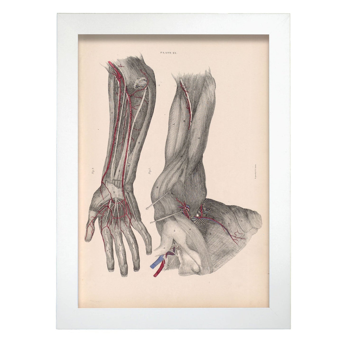 Dissection of the arm and hand-Artwork-Nacnic-A4-Marco Blanco-Nacnic Estudio SL