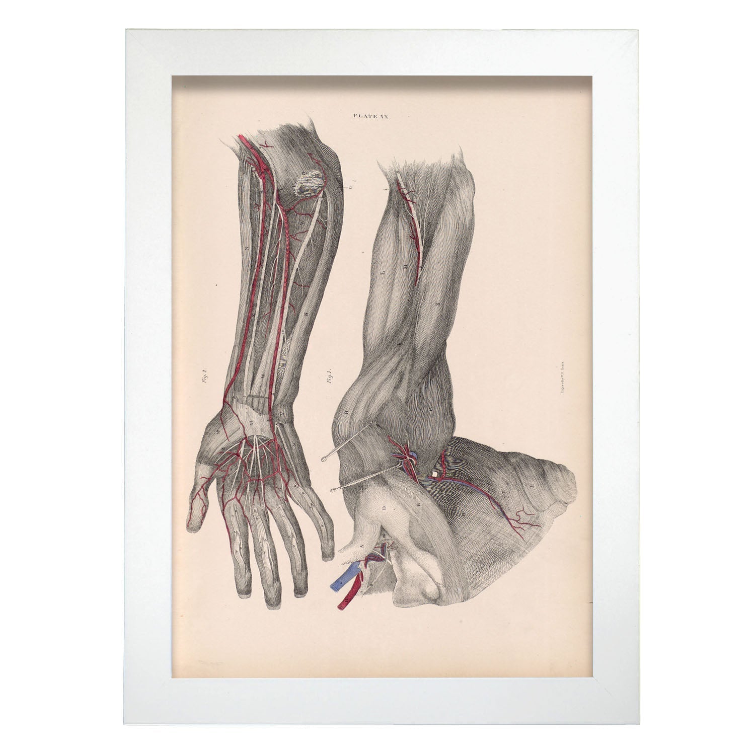 Dissection of the arm and hand-Artwork-Nacnic-A4-Marco Blanco-Nacnic Estudio SL
