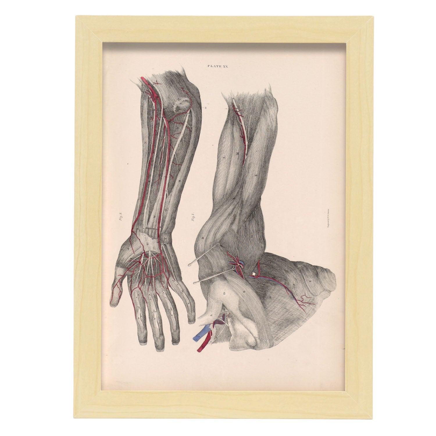 Dissection of the arm and hand-Artwork-Nacnic-A4-Marco Madera clara-Nacnic Estudio SL
