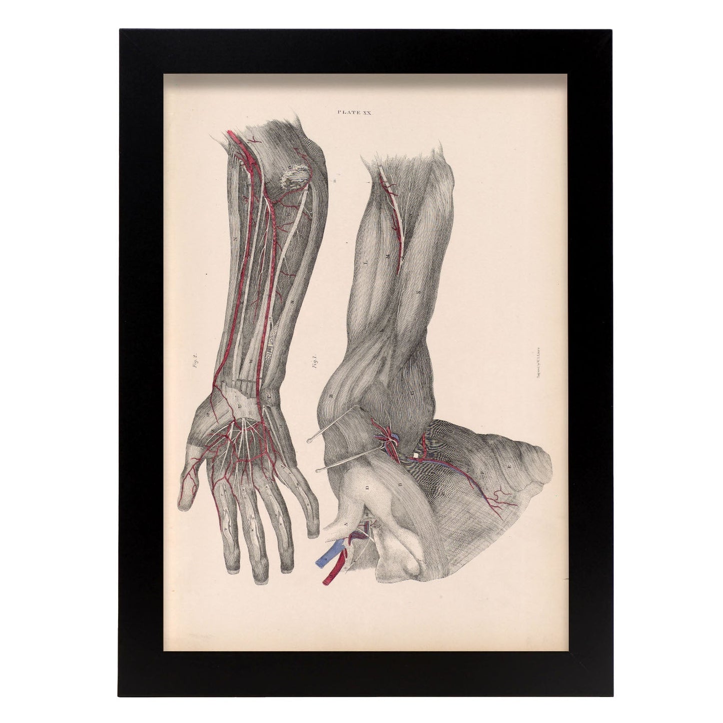 Dissection of the arm and hand-Artwork-Nacnic-A4-Sin marco-Nacnic Estudio SL