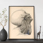 Dissection of the face and neck-Artwork-Nacnic-Nacnic Estudio SL