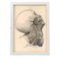 Dissection of the face and neck-Artwork-Nacnic-A3-Marco Blanco-Nacnic Estudio SL