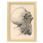 Dissection of the face and neck-Artwork-Nacnic-A3-Marco Madera clara-Nacnic Estudio SL