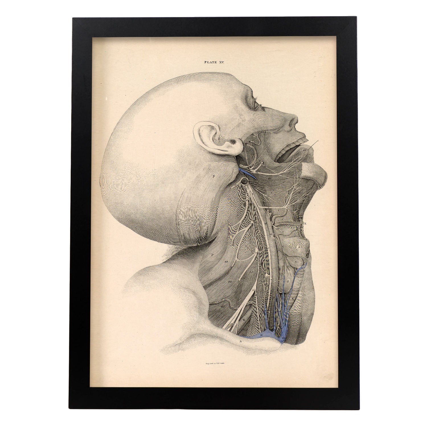 Dissection of the face and neck-Artwork-Nacnic-A3-Sin marco-Nacnic Estudio SL