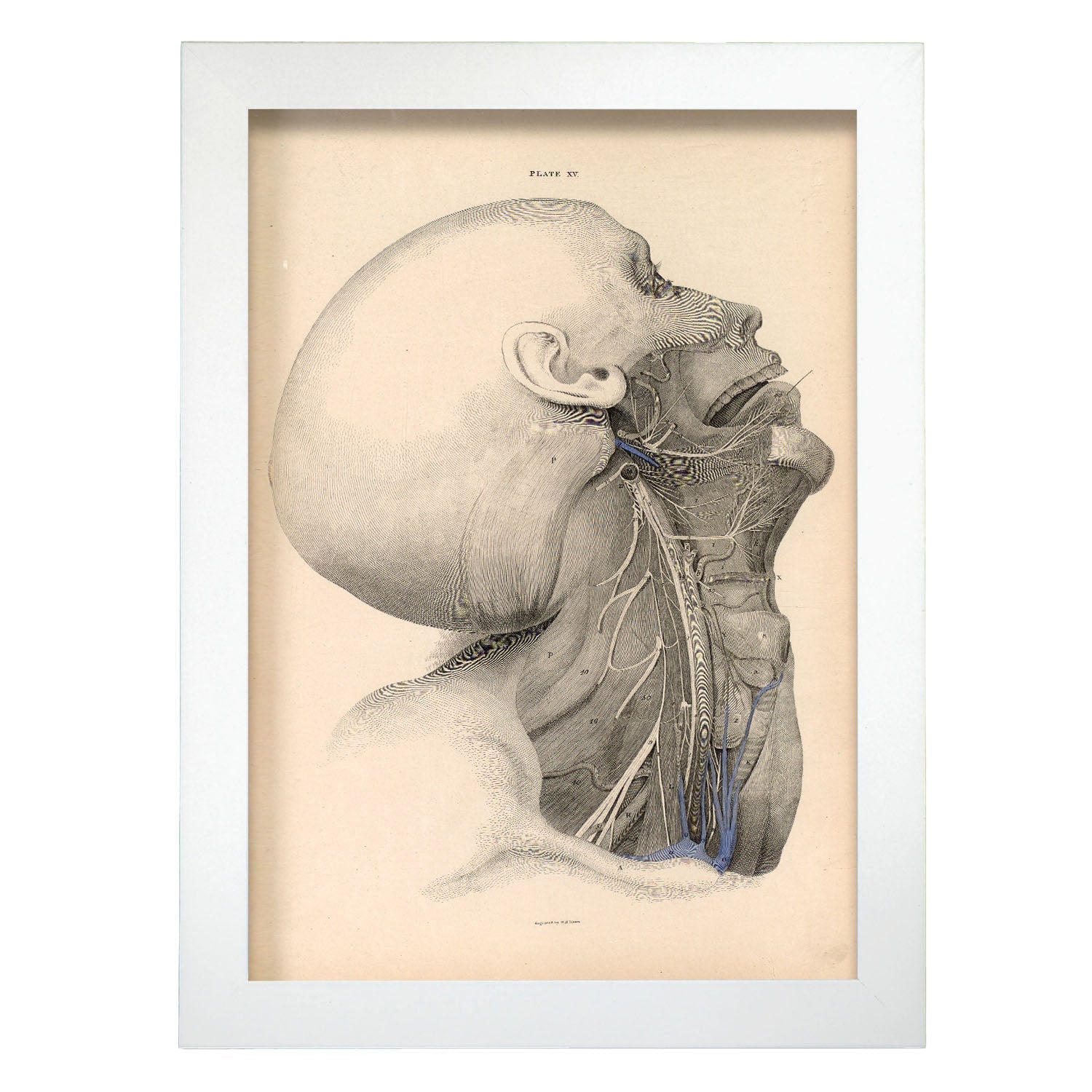 Dissection of the face and neck-Artwork-Nacnic-A4-Marco Blanco-Nacnic Estudio SL