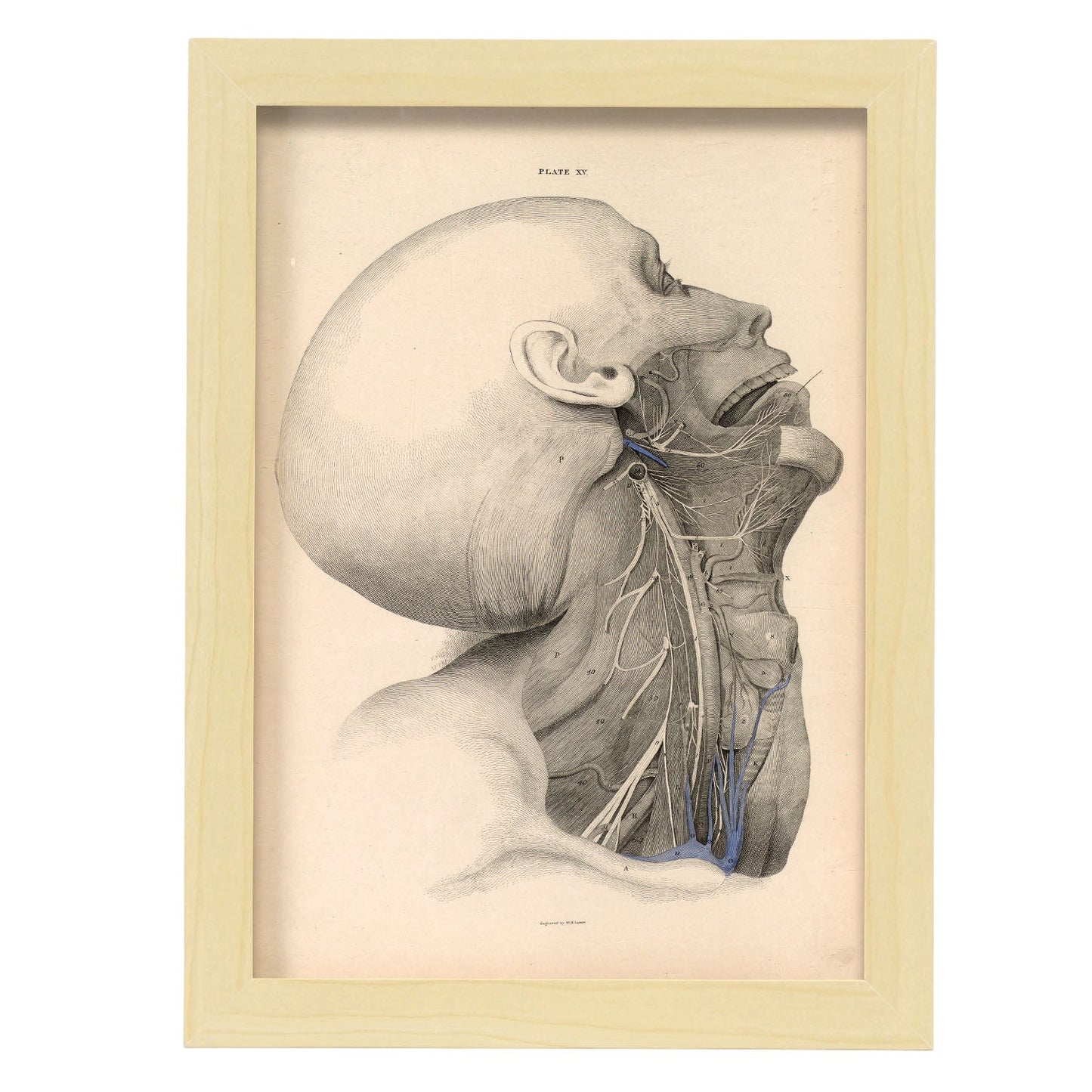 Dissection of the face and neck-Artwork-Nacnic-A4-Marco Madera clara-Nacnic Estudio SL