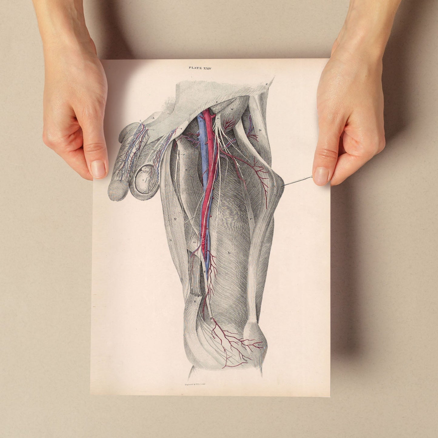 Dissection of the groin-Artwork-Nacnic-Nacnic Estudio SL