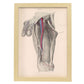 Dissection of the groin-Artwork-Nacnic-A3-Marco Madera clara-Nacnic Estudio SL