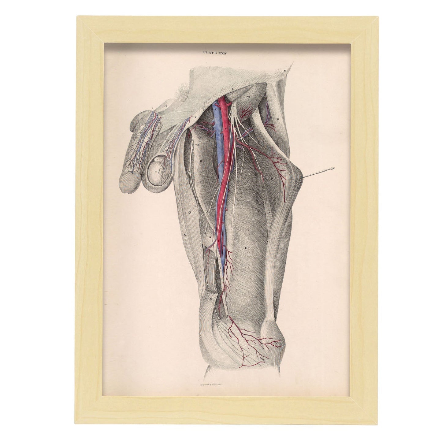 Dissection of the groin-Artwork-Nacnic-A4-Marco Madera clara-Nacnic Estudio SL