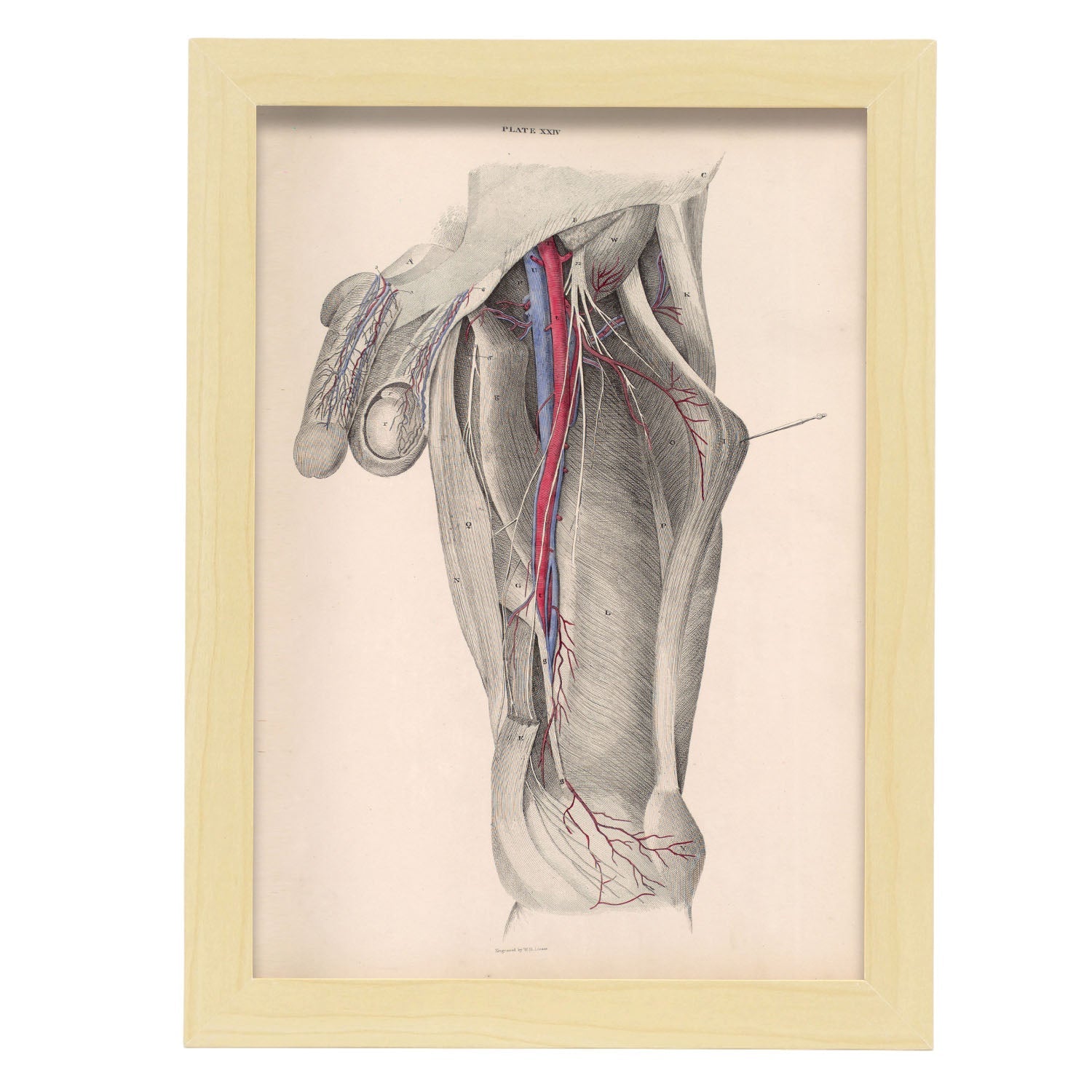 Dissection of the groin-Artwork-Nacnic-A4-Marco Madera clara-Nacnic Estudio SL