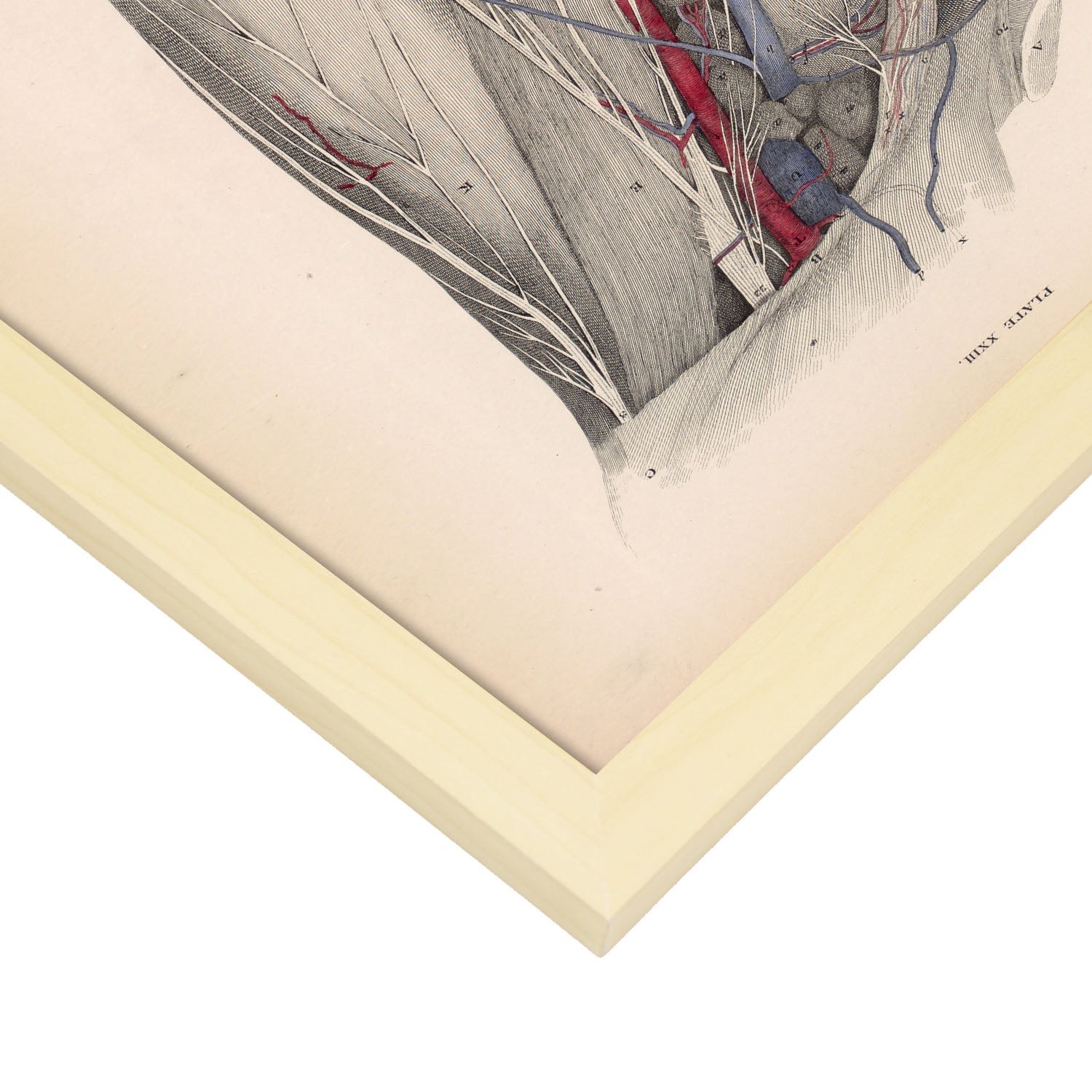 Dissection of the groin Deep dissection of femoral triangle-Artwork-Nacnic-Nacnic Estudio SL