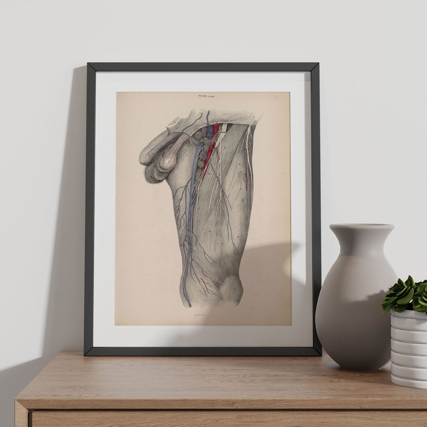 Dissection of the groin Deep dissection of femoral triangle-Artwork-Nacnic-Nacnic Estudio SL