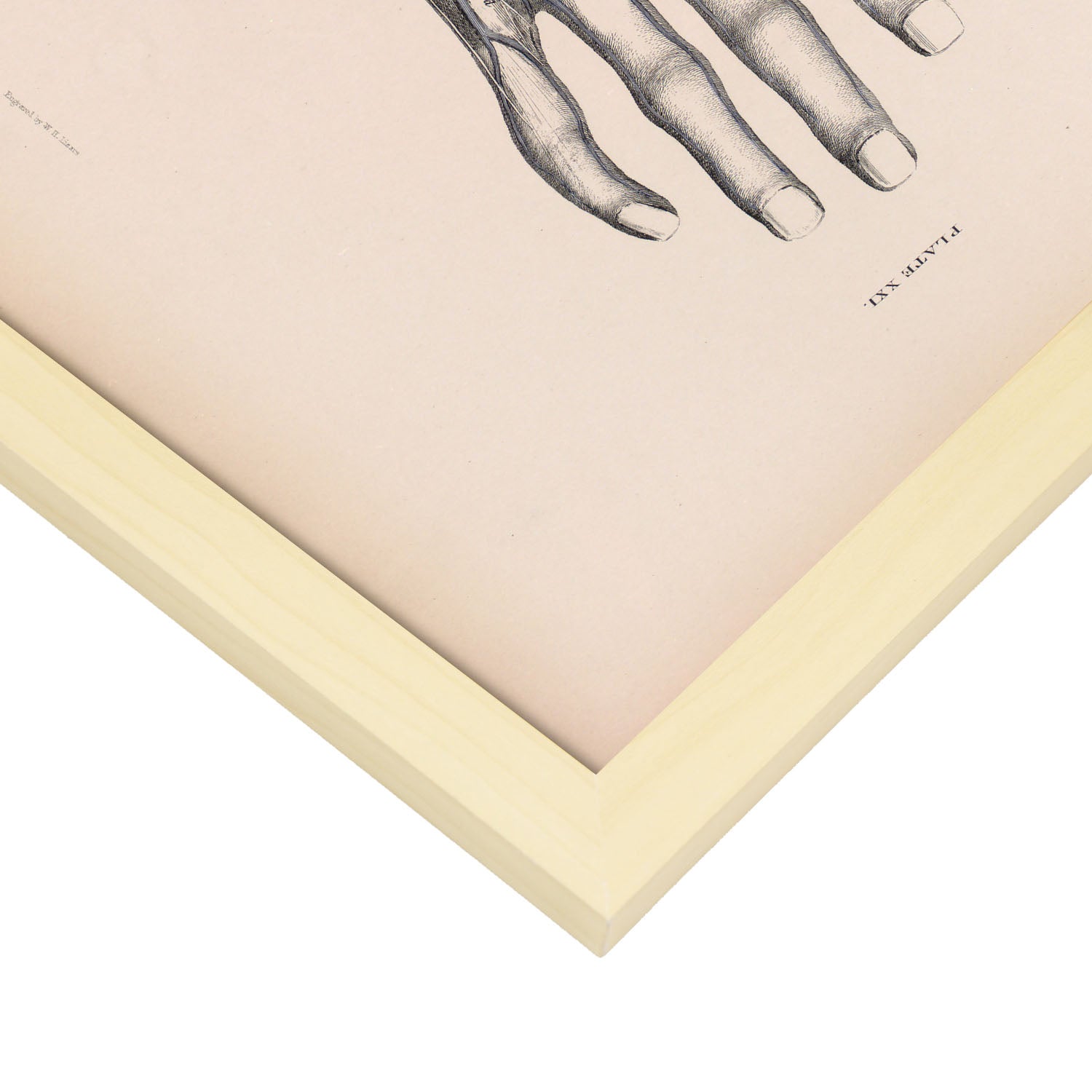 Dissection of the hand-Artwork-Nacnic-Nacnic Estudio SL