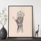 Dissection of the hand-Artwork-Nacnic-Nacnic Estudio SL