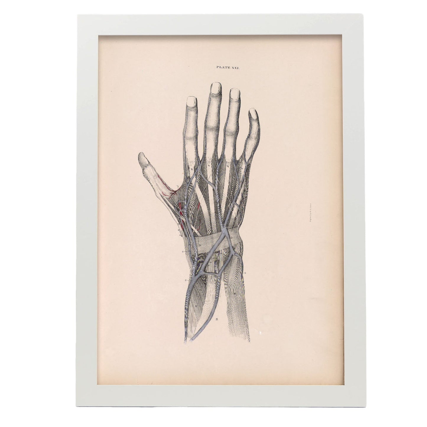 Dissection of the hand-Artwork-Nacnic-A3-Marco Blanco-Nacnic Estudio SL