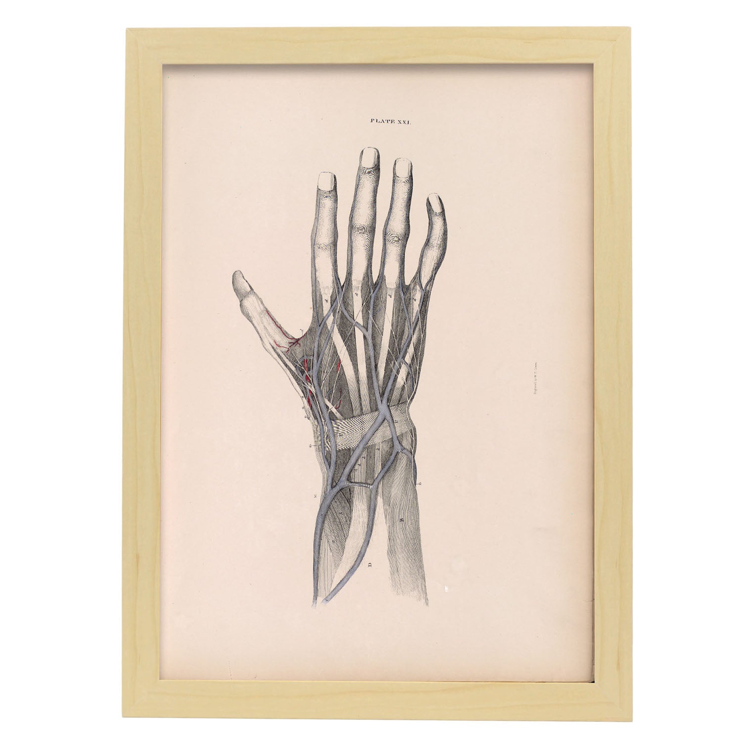Dissection of the hand-Artwork-Nacnic-A3-Marco Madera clara-Nacnic Estudio SL