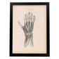 Dissection of the hand-Artwork-Nacnic-A3-Sin marco-Nacnic Estudio SL