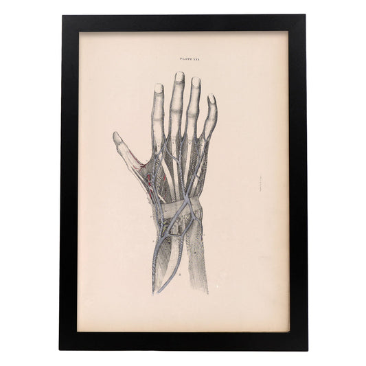 Dissection of the hand-Artwork-Nacnic-A3-Sin marco-Nacnic Estudio SL
