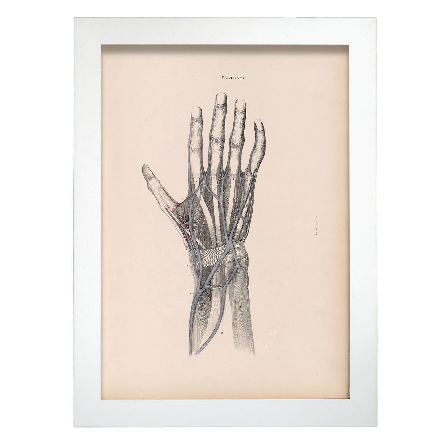 Dissection of the hand-Artwork-Nacnic-A4-Marco Blanco-Nacnic Estudio SL