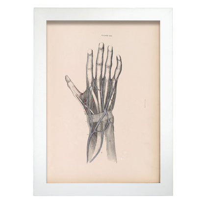 Dissection of the hand-Artwork-Nacnic-A4-Marco Blanco-Nacnic Estudio SL