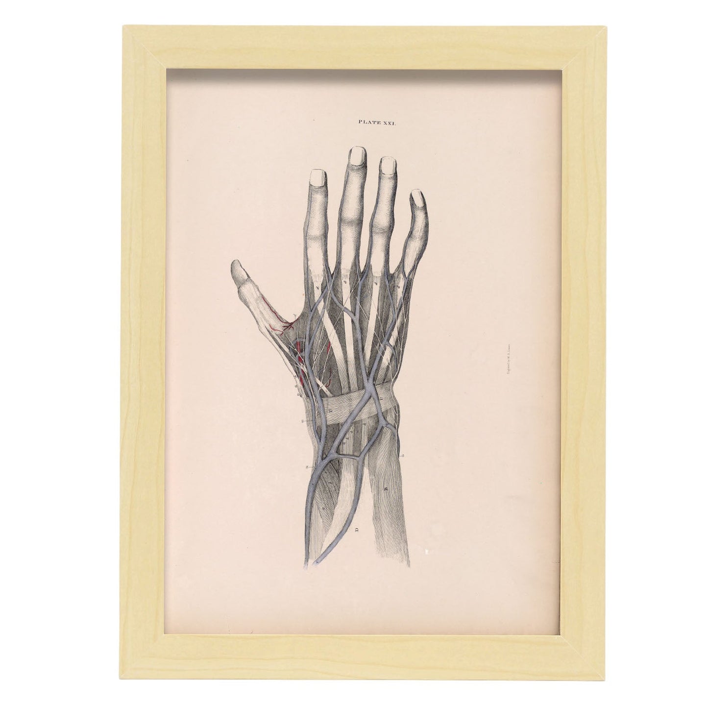 Dissection of the hand-Artwork-Nacnic-A4-Marco Madera clara-Nacnic Estudio SL