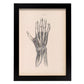 Dissection of the hand-Artwork-Nacnic-A4-Sin marco-Nacnic Estudio SL