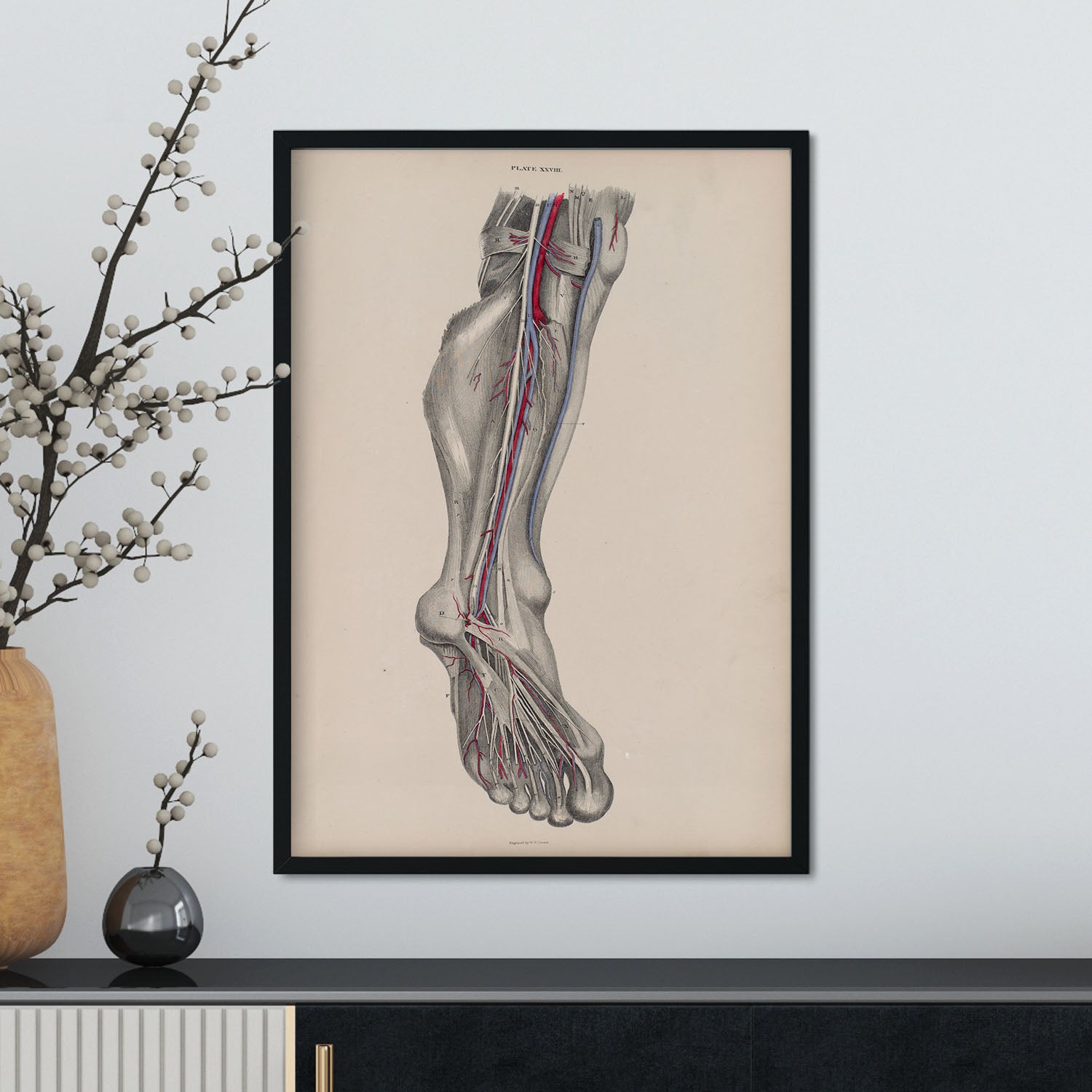 Dissection of the lower leg and foot-Artwork-Nacnic-Nacnic Estudio SL