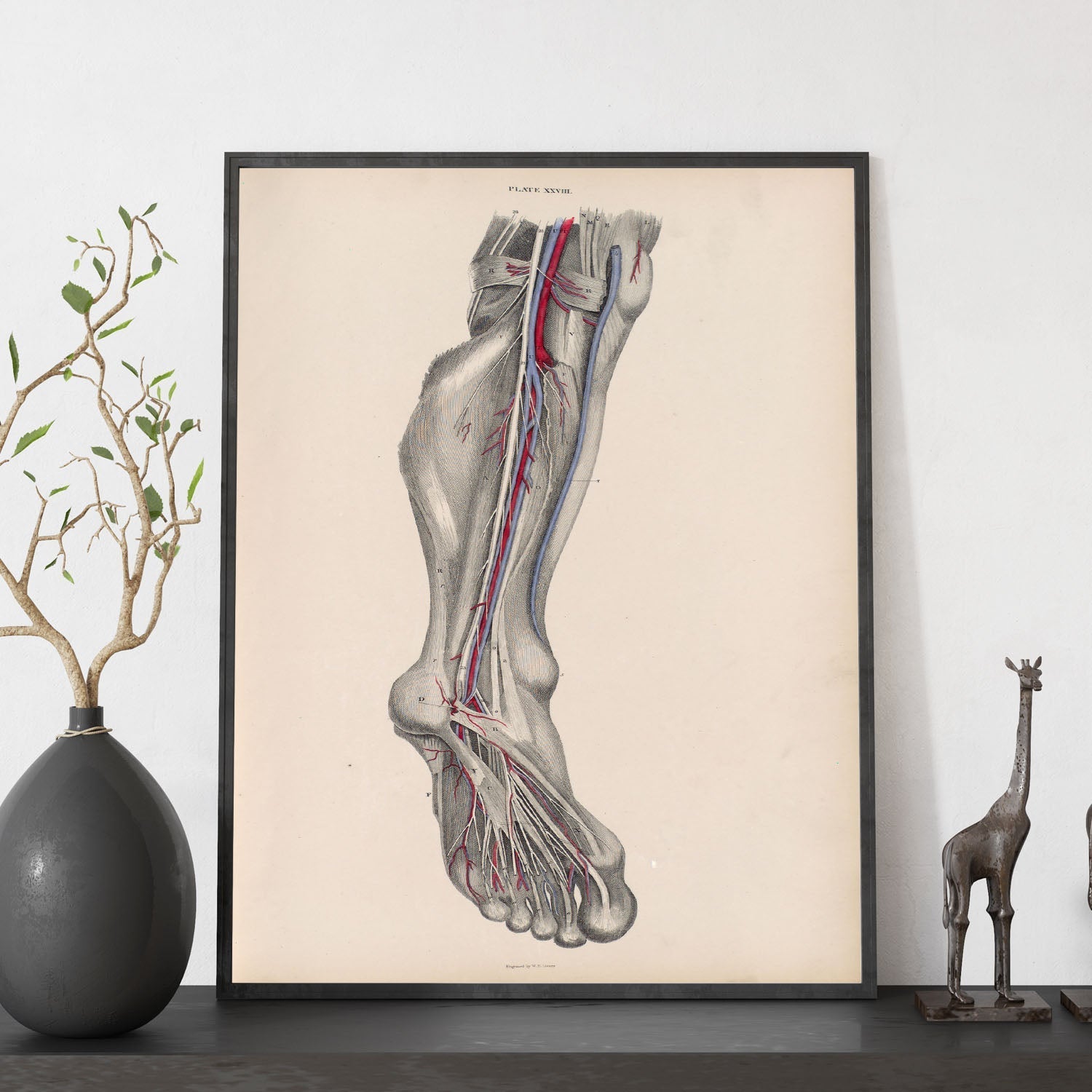 Dissection of the lower leg and foot-Artwork-Nacnic-Nacnic Estudio SL
