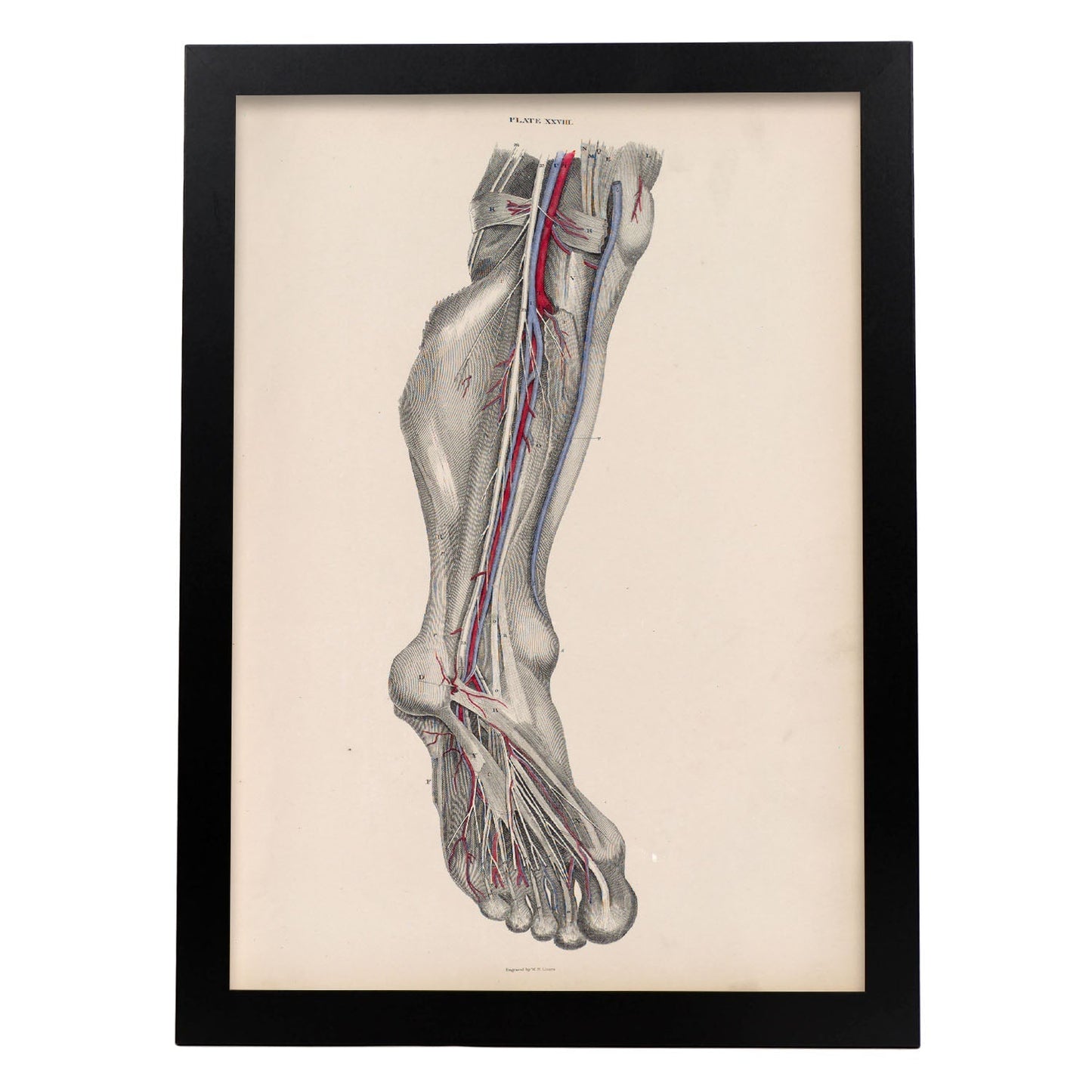 Dissection of the lower leg and foot-Artwork-Nacnic-A3-Sin marco-Nacnic Estudio SL