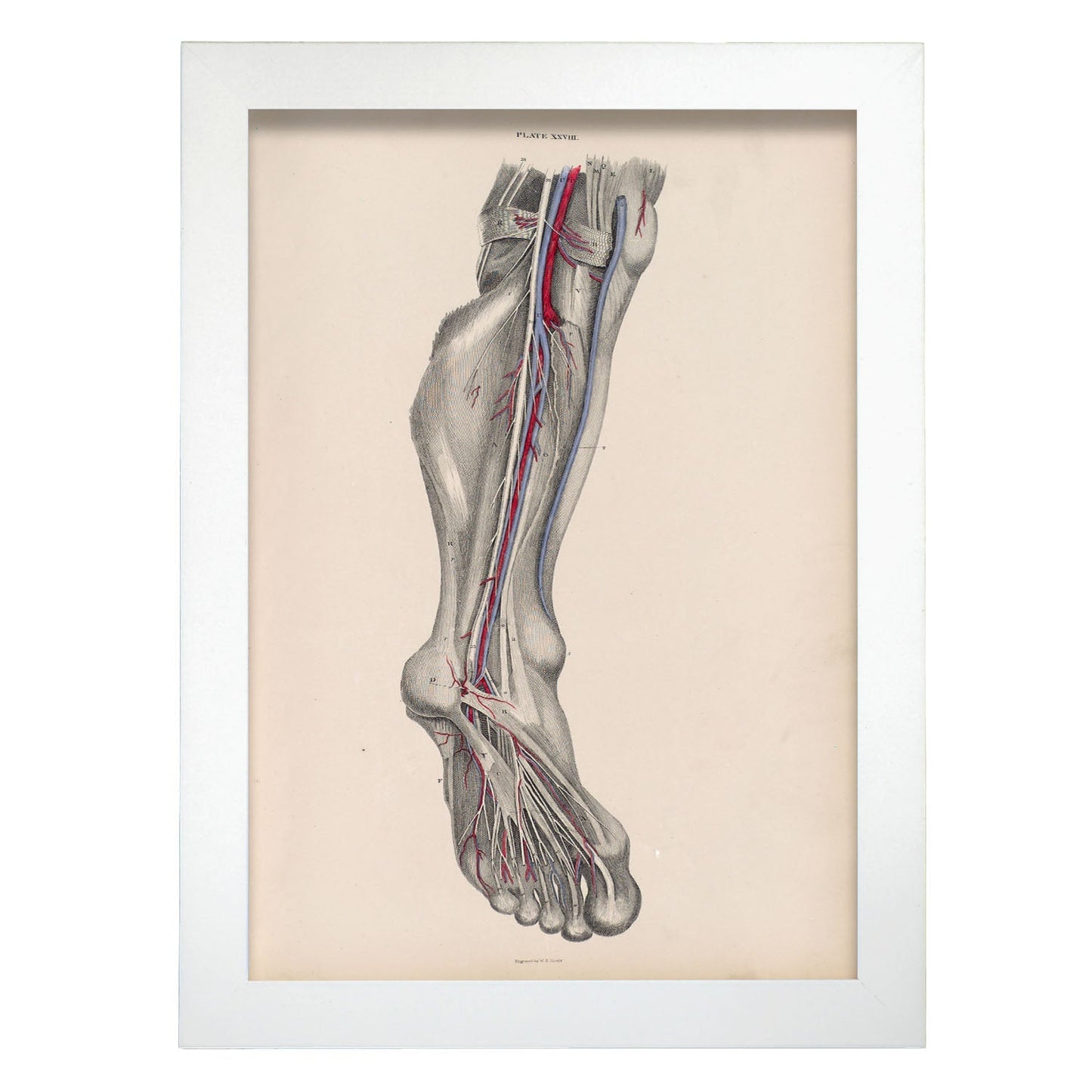 Dissection of the lower leg and foot-Artwork-Nacnic-A4-Marco Blanco-Nacnic Estudio SL