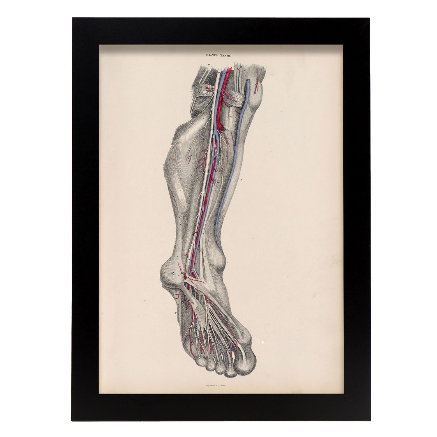 Dissection of the lower leg and foot-Artwork-Nacnic-A4-Sin marco-Nacnic Estudio SL