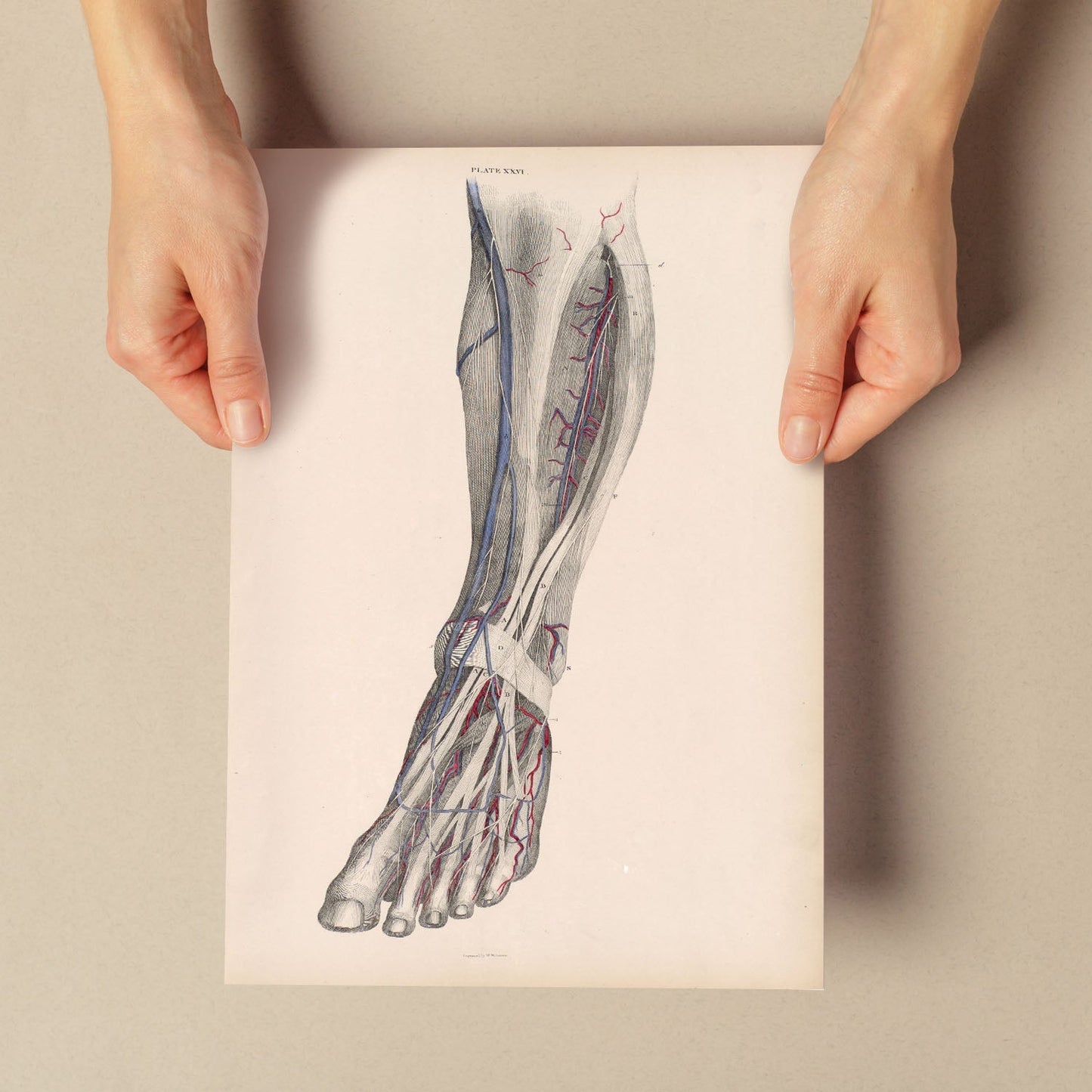 Dissection of the lower leg-Artwork-Nacnic-Nacnic Estudio SL