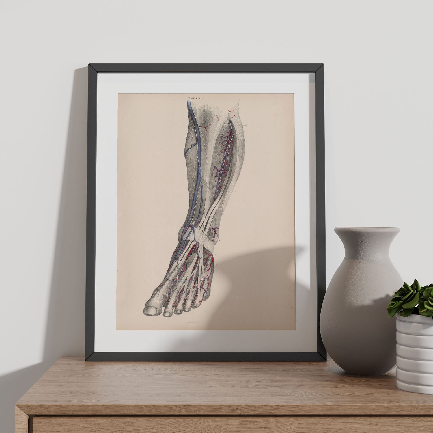 Dissection of the lower leg-Artwork-Nacnic-Nacnic Estudio SL
